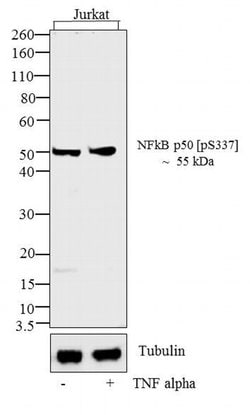 Invitrogen Phospho-NFkB p50 (Ser337) Recombinant Superclonal Antibody (2HCLC)