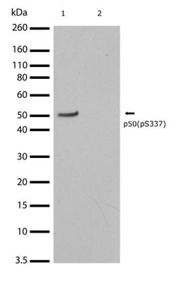 Invitrogen Phospho-NFkB p50 (Ser337) Recombinant Superclonal Antibody (2HCLC)