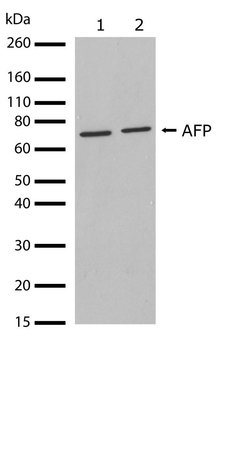 Invitrogen AFP Recombinant Superclonal Antibody (9HCLC) 100 &mu;g; Unconjugated:Antibodies,
