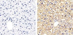 Connexin 26 Polyclonal Antibody:Antibodies, Polyclonal