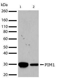 Invitrogen PIM1 Recombinant Superclonal Antibody (19HCLC) 100 &mu;g; Unconjugated:Antibodies,