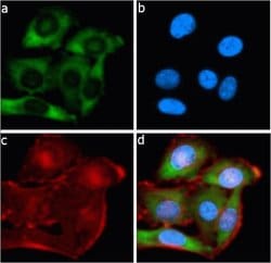 Bcl-2 Recombinant Polyclonal Antibody (8HCLC), Invitrogen 100 &mu;g; Unconjugated:Antibodies,