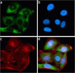 Bcl-2 Recombinant Polyclonal Antibody (8HCLC), Invitrogen&trade; 100 &mu;g; Unconjugated 