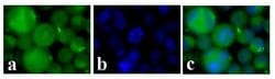 Invitrogen c-Kit Recombinant Superclonal Antibody (2HCLC) 100 &mu;g; Unconjugated:Antibodies,
