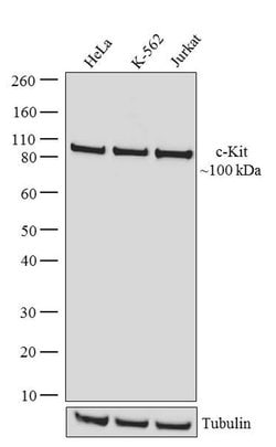 Invitrogen c-Kit Recombinant Superclonal Antibody (2HCLC) 100 &mu;g; Unconjugated:Antibodies,
