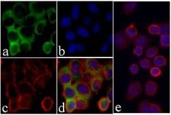 Invitrogen EpCAM Recombinant Superclonal Antibody (22 HCLC) 100 &mu;g;