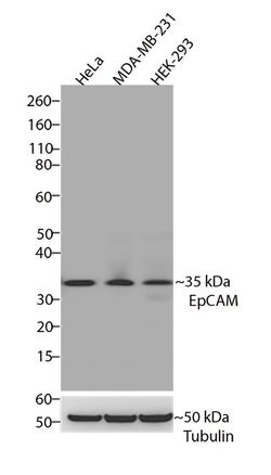 Invitrogen EpCAM Recombinant Superclonal Antibody (22 HCLC) 100 &mu;g;