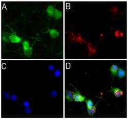 Invitrogen Synaptophysin Recombinant Superclonal Antibody (8HCLC) 100 &mu;g;