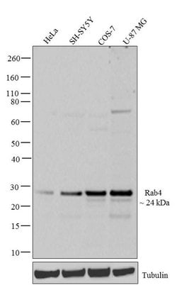 Invitrogen Rab4 Recombinant Superclonal Antibody (14HCLC) 100 &mu;g; Unconjugated:Antibodies,