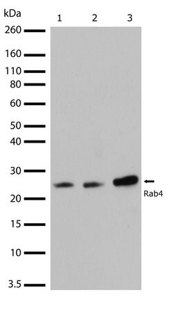 Invitrogen Rab4 Recombinant Superclonal Antibody (14HCLC) 100 &mu;g; Unconjugated:Antibodies,