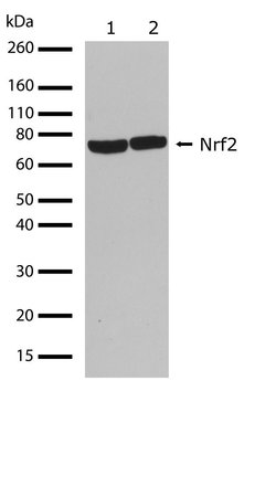 Invitrogen Nrf2 Recombinant Superclonal Antibody (21HCLC) 100 &mu;g; Unconjugated:Antikörper