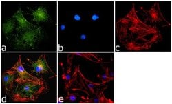 Invitrogen VDAC Recombinant Superclonal Antibody (17HCLC) 100 &mu;g; Unconjugated:Antibodies,