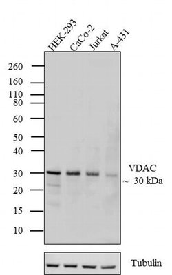 Invitrogen VDAC Recombinant Superclonal Antibody (17HCLC) 100 &mu;g; Unconjugated:Antibodies,