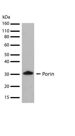 Invitrogen VDAC Recombinant Superclonal Antibody (17HCLC) 100 &mu;g; Unconjugated:Antibodies,