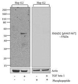 Invitrogen Phospho-SMAD2 (Ser465, Ser467) Recombinant Superclonal Antibody