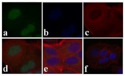 Invitrogen Phospho-SMAD2 (Ser465, Ser467) Recombinant Superclonal Antibody
