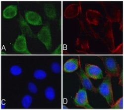 Invitrogen Cytochrome C Recombinant Superclonal Antibody (4HCLC) 100 &mu;g;