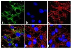 Invitrogen Connexin 36 Recombinant Superclonal Antibody (12HCLC) 100 &mu;g;