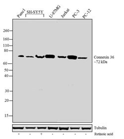 Invitrogen Connexin 36 Recombinant Superclonal Antibody (12HCLC) 100 &mu;g;