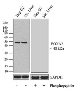 Invitrogen Phospho-FOXA2 (Thr156) Recombinant Superclonal Antibody (10HCLC)