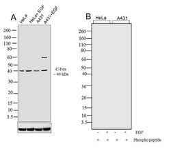 Invitrogen Phospho-c-Fos (Thr232) Recombinant Superclonal Antibody (3HCLC)