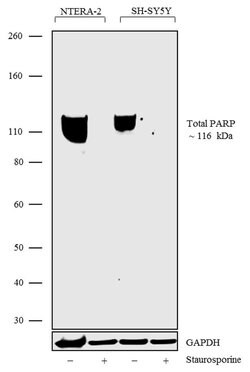 PARP1 Recombinant Polyclonal Antibody, Invitrogen 100 &mu;g; Unconjugated:Antikroppar