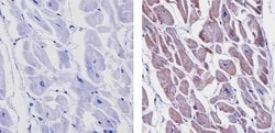 Invitrogen Connexin 43 Polyclonal Antibody 50 &mu;g; Unconjugated:Antibodies,