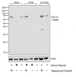 Invitrogen ATG14 Recombinant Superclonal Antibody 100 &mu;g | Buy Online | Invitrogen&trade; | Fisher Scientific