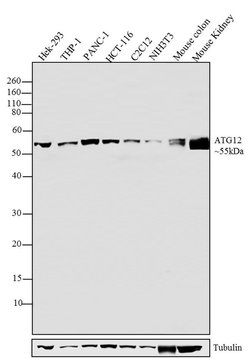 ATG12 Recombinant Polyclonal Antibody (20 HCLC), Invitrogen 100 &mu;g;