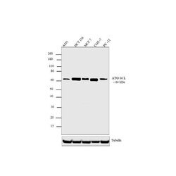 Invitrogen ATG16L1 Recombinant Superclonal Antibody (17HCLC) 100 &mu;g;
