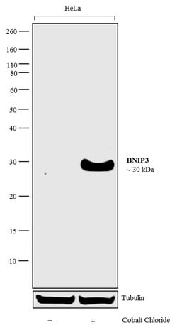 Invitrogen BNIP3 Recombinant Superclonal Antibody (8HCLC) 100 &mu;g | Buy Online | Invitrogen&trade; | Fisher Scientific