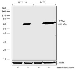 Invitrogen FZD4 Recombinant Superclonal Antibody (22HCLC) 100 &mu;g; Unconjugated:Antibodies,