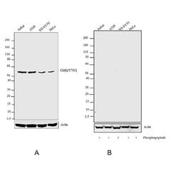 Invitrogen Phospho-c-Kit (Tyr703) Recombinant Superclonal Antibody (22HCLC)