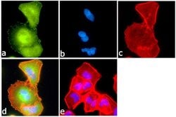 Invitrogen Phospho-c-Kit (Tyr703) Recombinant Superclonal Antibody (22HCLC)