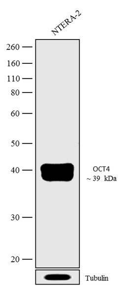 Invitrogen OCT4 Recombinant Superclonal Antibody (3HCLC) 100 &mu;g; Unconjugated:Antibodies,