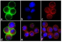 Invitrogen Phospho-c-Met (Tyr1349) Recombinant Superclonal Antibody (15HCLC)