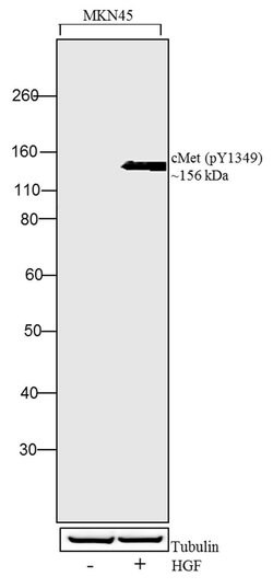 Invitrogen Phospho-c-Met (Tyr1349) Recombinant Superclonal Antibody (15HCLC)