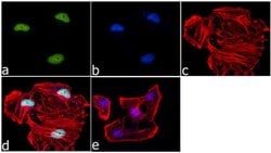 Invitrogen™ H3K4me1 Recombinant Superclonal™ Antibody, ChIP-Verified