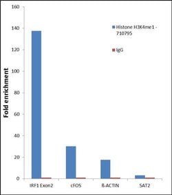 Invitrogen H3K4me1 Recombinant Superclonal Antibody, ChIP-Verified:Antibodies:Primary
