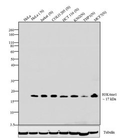 Invitrogen H3K4me1 Recombinant Superclonal Antibody, ChIP-Verified:Antibodies:Primary
