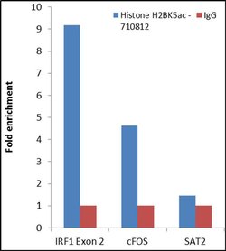 H2BK5ac Recombinant Superclonal Antibody (24HCLC):Antibodies, Recombinant