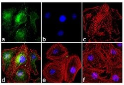 Invitrogen Phospho-Cdc25A (Ser18) Recombinant Superclonal Antibody (20HCLC) 100 &mu;g | Buy Online | Invitrogen&trade; | Fisher Scientific