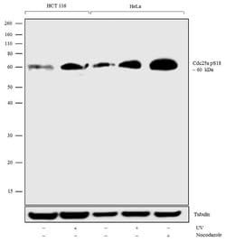 Invitrogen Phospho-Cdc25A (Ser18) Recombinant Superclonal Antibody (20HCLC) 100 &mu;g | Buy Online | Invitrogen&trade; | Fisher Scientific