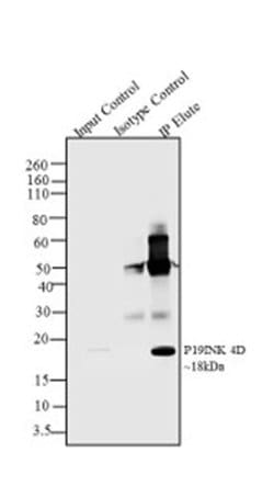 Invitrogen p19 INK4d Recombinant Superclonal Antibody (14HCLC) 100 &mu;g;