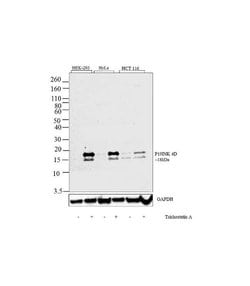 Invitrogen p19 INK4d Recombinant Superclonal Antibody (14HCLC) 100 &mu;g;