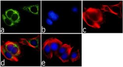 Syntaxin 6 Recombinant Polyclonal Antibody (8HCLC), Invitrogen 100 &mu;g;