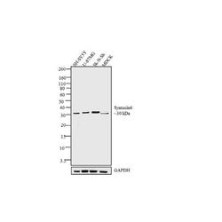 Syntaxin 6 Recombinant Polyclonal Antibody (8HCLC), Invitrogen 100 &mu;g;