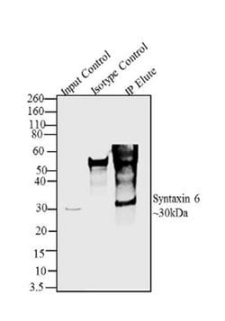 Syntaxin 6 Recombinant Polyclonal Antibody (8HCLC), Invitrogen 100 &mu;g;