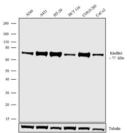 Invitrogen Kindlin Recombinant Superclonal Antibody 100 &mu;g | Buy Online | Invitrogen&trade; | Fisher Scientific