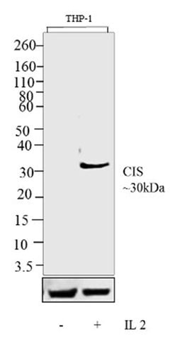 CIS Recombinant Superclonal Antibody:Antibodies, Recombinant Superclonal